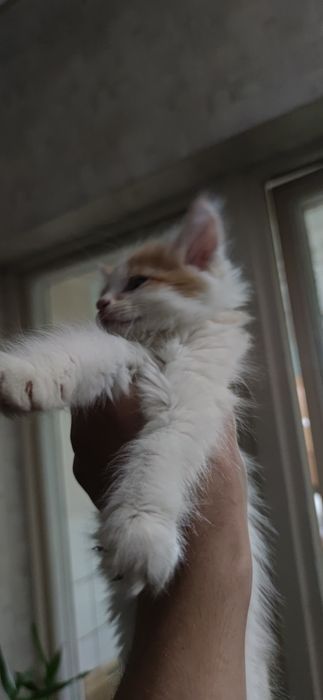 Отдам в хорошие руки котят