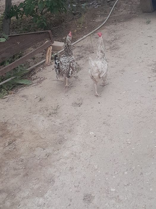 Үй тауықтар сатылады