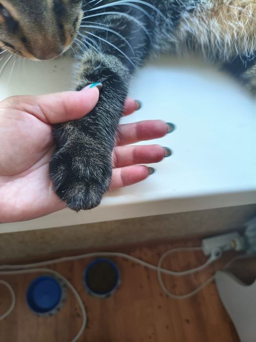 Отдам кота в добрые руки!