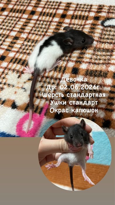 Крысята девочки (крысы,крыса,крысенок)