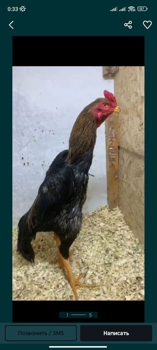 Продам цыплят-дакана-кореец,хинан 100%