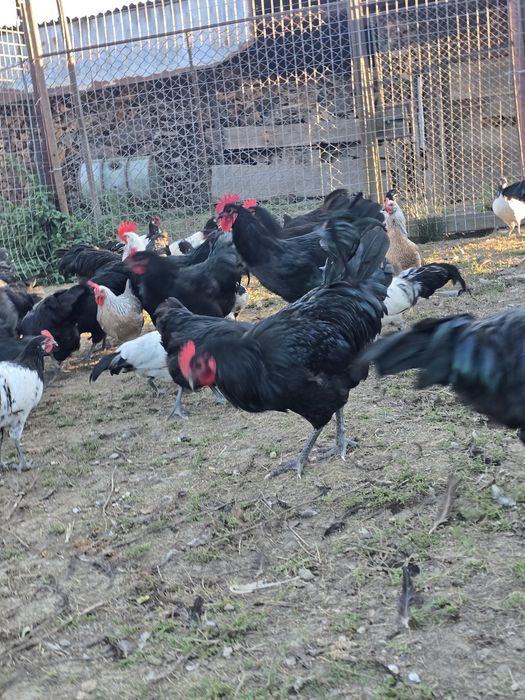 cocosi Australorp,Levenker si bibilici