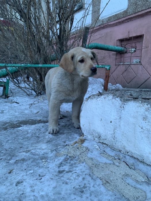 Щенок в хорошие руки