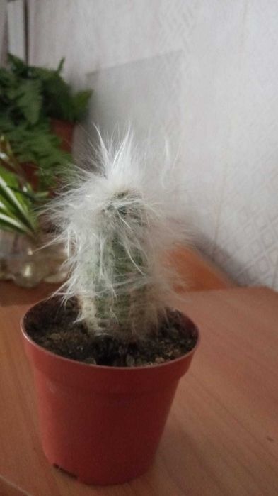 Кактусы разные комнатные