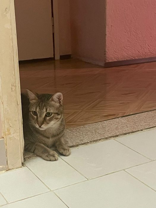 Подарявам мъжка котка