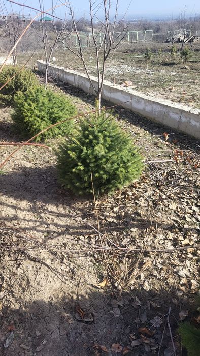 Продам  елки тянь- шянь