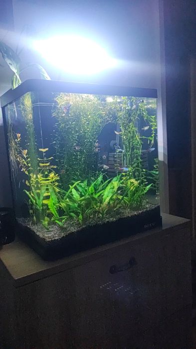 Pești guppy crescuți sănătoși