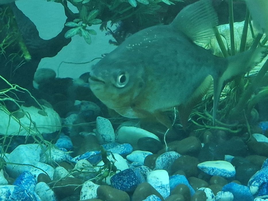 Паку ред красный