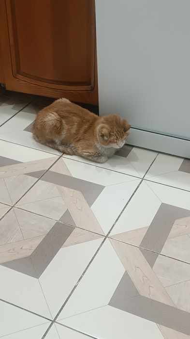 ПРОПАЛ КОТ по кличке Бакс