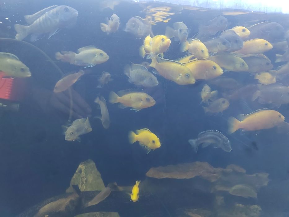 Рыбки Цехлилы продам