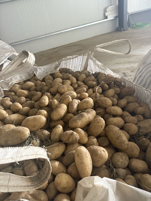 Картофи на едро и дребно