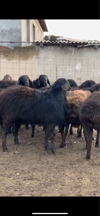 9 бас қошқар семіз