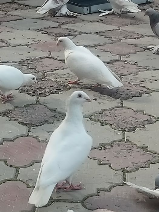 Голуби на торжество