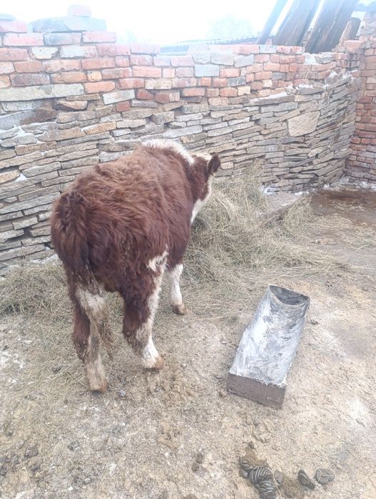 Продам телят на мясо