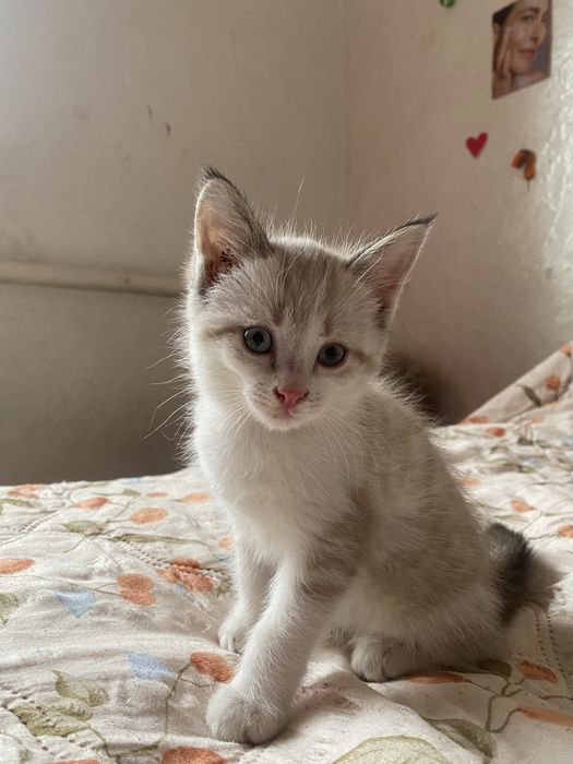 Отдам котят бесплатно