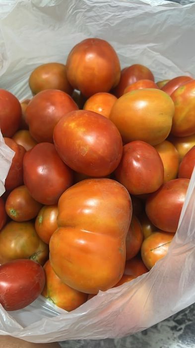 Продам помидоры домашние