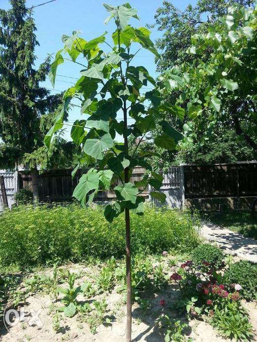 Puieti paulownia tomentosa