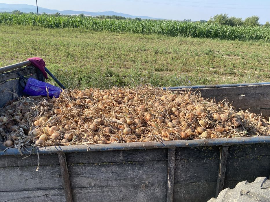 Ceapa galbena de vanzare
