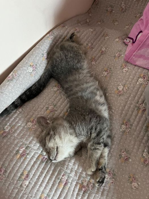 Отдам котёнка в хорошие руки