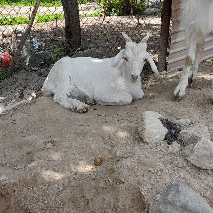 Альпийский лақтар 3айлық