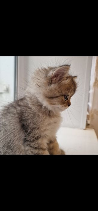 Котята котята котята