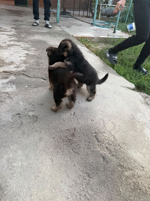 Немецкая овчарка