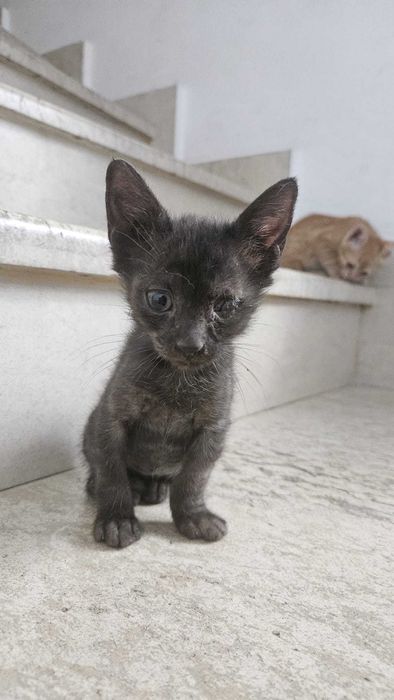 Подарявам малки котета