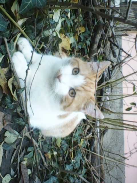 Ofer spre adopție pui de pisica