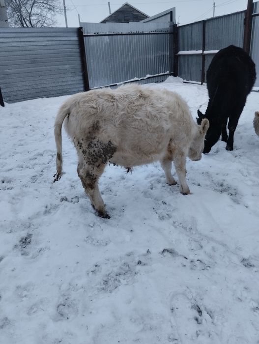 Продам бычков, телок