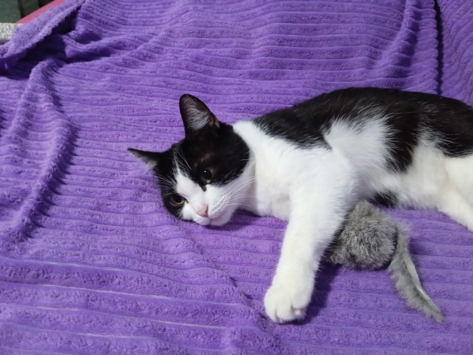 Отдам в добрые руки кота!