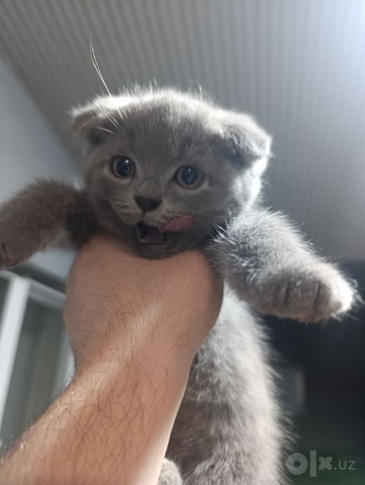 Скоттиш Фолд ва Скоттиш Страйт 3та у́гил Кошки Котята Мушук