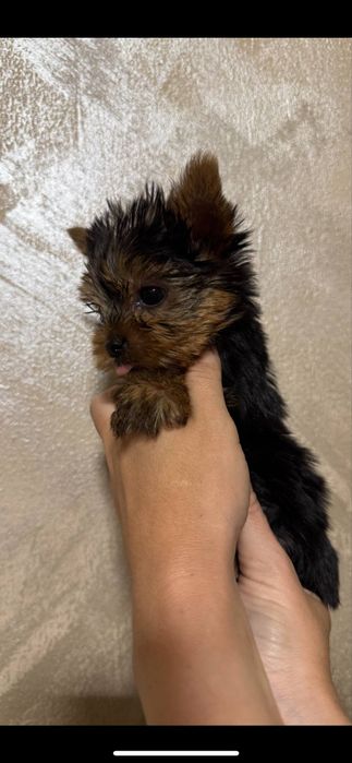 Мини Йоркширски териер