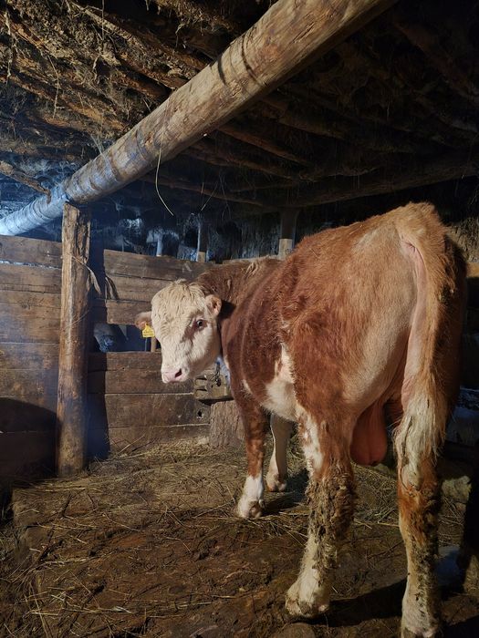 Бука сатамын. Бука сатылады