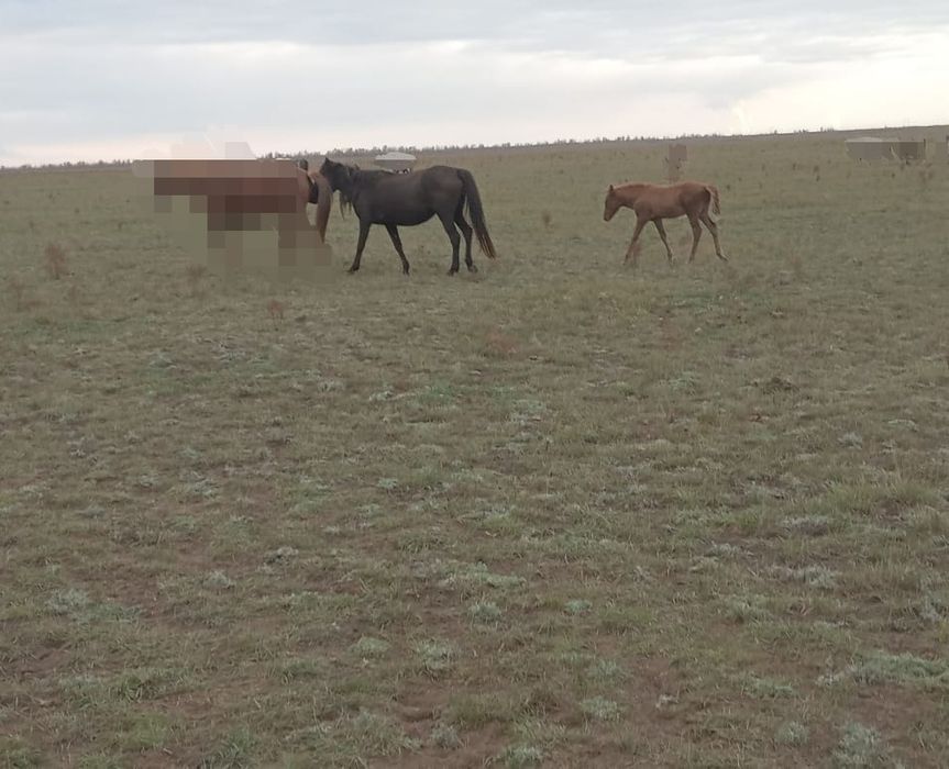 Кулынды бие - кобыла с жеребенком