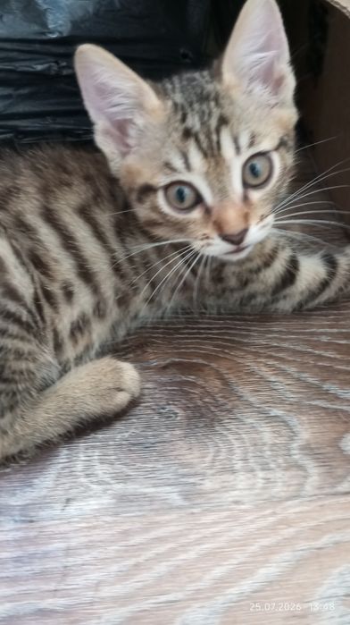 Котята в хорошие руки