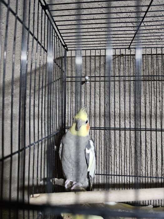 Попугай карелла одногодки самец и самка