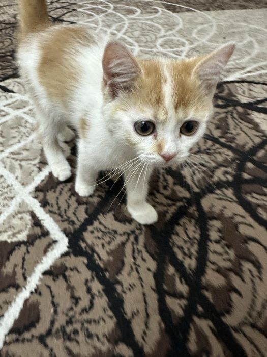 Mushuk bolasi 3 oylik