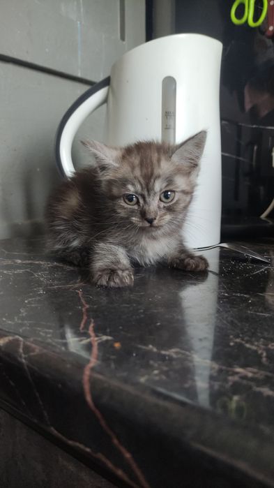 Котята  скотишстрайт