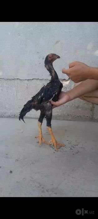Jojalar sotiladi