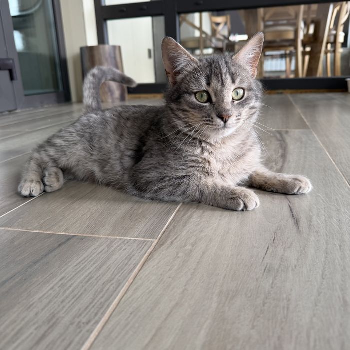 Отдам котенка в добрые руки