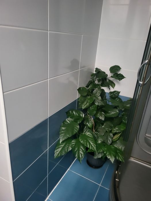 Vând flori ornamentale DE LA  70 lei