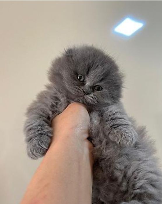 Шотланский котёнок мальчик