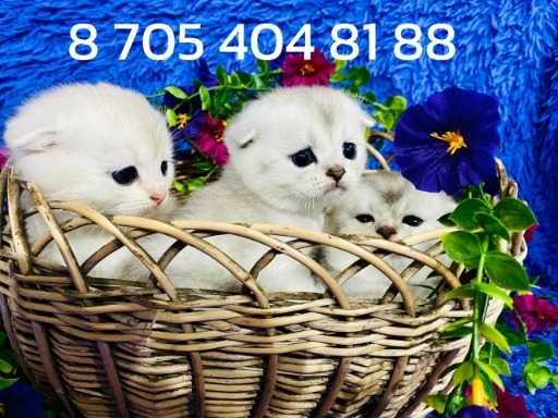 шикарные малыши шиншилла