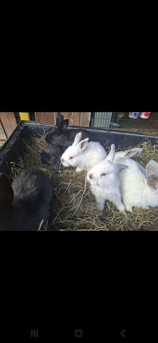 Iepuri tineri si frumosi