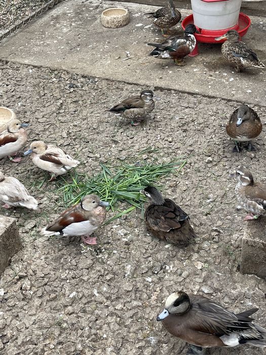 Vând rațe Micul Atlantic Standard și Argintiu