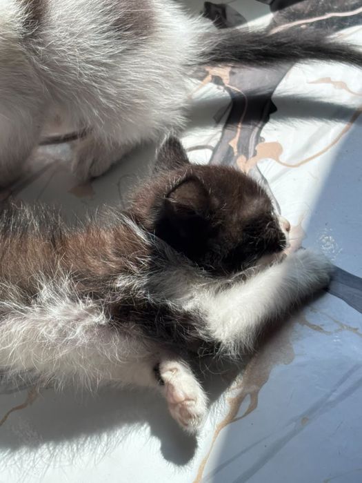 Отдаю котят бесплатно