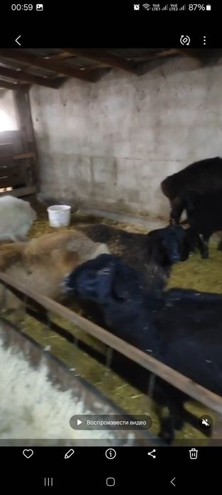 Қой Ешкі Баран Козлы