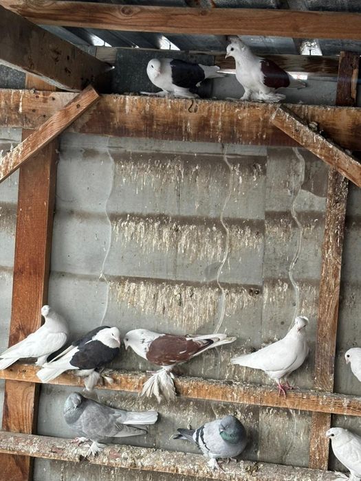 Голуби разных мастей