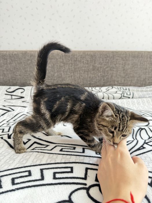 Отдам котенка в добрые любящие руки
