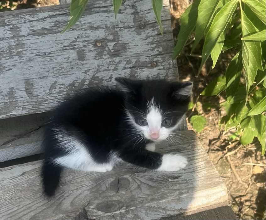 В добрые руки котёнок